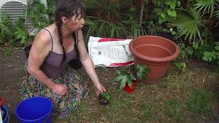 738 Castor Oil plant vs Aralia Ricinus vs Fatsia [upl. by Ulani]