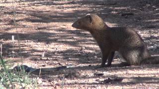 Slender mongoose kills black mamba  FULL VIDEO [upl. by Namas]