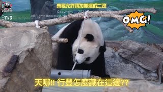 20241103 讓圓寶腦力激盪的行豐火箭筒行豐罐 The Giant Panda Yuan Bao [upl. by Cinda]