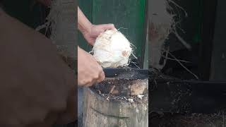 Tutorial cutting coconut skills shorts coconut satisfying viralvideo fypシ゚ [upl. by Nomolos]