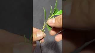 Vlog2 Tips How I defoliate and Ramification the twigsbranch of my Ficus Microcarpa Banyan [upl. by Farrand134]