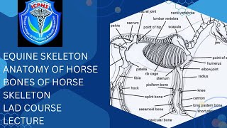 Equine Skeleton  Anatomy of Horse Skeleton  Bones of Horse  Livestock assistant diploma [upl. by Winser]