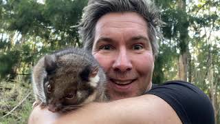 Manninghams Backyard Biodiversity Ringtail possum [upl. by Symer649]