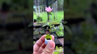 Mini rose 🌹 bonsai bonsai india craft ideas usa trending shortvideo share mini rose [upl. by Acilgna259]