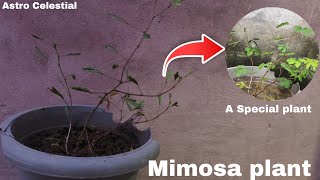 Mimosa plant ☘️ छुईमुई का पौधा 🪴 nature plants  Astro Celestial [upl. by Itoc]