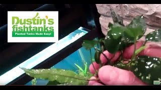 How to plant Rhizomes in aquarium Anubias and Java Fern [upl. by Ecienal899]