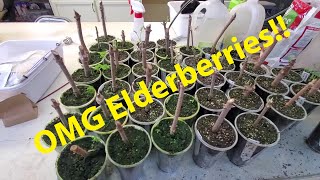 Fig And Elderberry Propagation Update February 4th [upl. by Aileahcim]