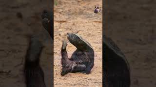 Honey Badger didyouknow facts [upl. by Allanson191]