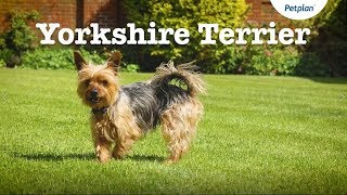 Yorkshire Terrier Dog  Lifespan Temperament amp More  Petplan [upl. by Nannah]