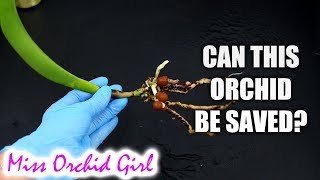 Saving Cattleya Orchid with only one maturing growth amp no backbulbs [upl. by Nilyaj]