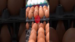 ডিমের দামে আগুন কেন shorts egg banglanews bbtbangla [upl. by Lubbock143]