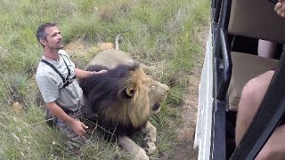 Walking With The Volunteers  The Lion Whisperer [upl. by Lemor]