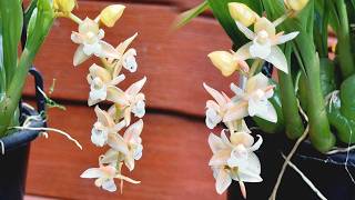 【24044】小巧可爱原生种兰花，石仙桃 Pholidota chinensis【兰花词典107】开花了【静姐说花】 [upl. by Nagap]