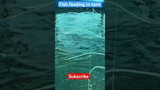 ট্যাংকে মাছ চাষ  Fish Feeding biofloc bioflocfishfarming ytshorts shorts [upl. by Sibbie]