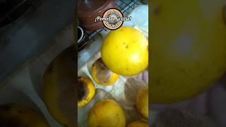 GrATIS POMELOS amp SEMILLAS citrus siembra Raúl Recicla [upl. by Hanselka423]