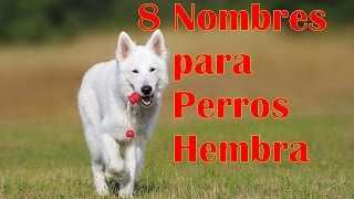 8 Nombres para Perros HEMBRA [upl. by Margit653]