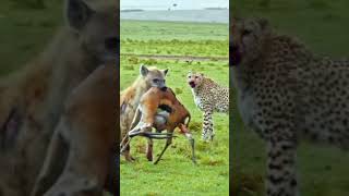 Why do we feel bad when a hyena snatches a kill from a cheetah50My opinion is quotwhen cheetahs [upl. by Othello]