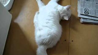 Epileptic Seizures Of My Cat  named Miesje [upl. by Joung]