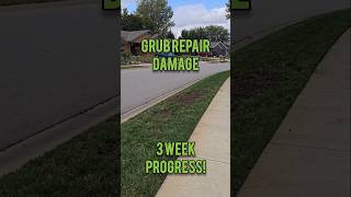 Overseeding Grub Damage 3 Week Update [upl. by Eelyah839]