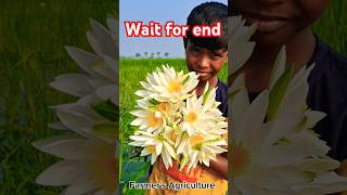 Shapla flower in the bill of my villageFarmers Agriculture beautiful niceflowers agriculture [upl. by Pearson]