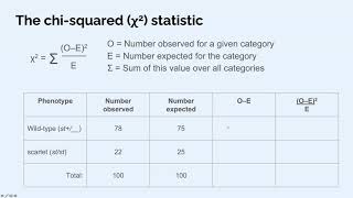 Chisquared test for Drosophila lab [upl. by Starling90]