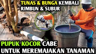 🔴 PUPUK KOCOR CABE UNTUK MEREMAJAKAN TANAMAN TUNAS amp BUNGA KEMBALI RIMBUN infopertaniancabe [upl. by Jovitta]