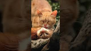 Why Cats Lick Their Kittens The Science Behind Feline Grooming [upl. by Adria]