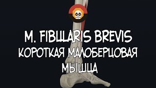 Короткая малоберцовая мышца m fibularis brevis 3D Анатомия [upl. by Lowson]