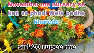 November me kon se flower plant lagane chahiye ll nursery visit in November month ll winter plant [upl. by Notyard416]