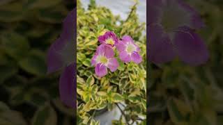 Chinese Violets Asystasia Gangetica Variegated plant garden nature viral trending shorts 💗💗 [upl. by Aynodal]