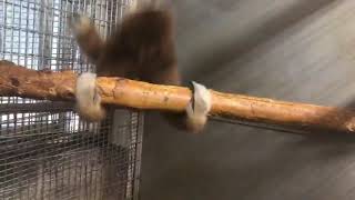 Monkey Spinning on Branch [upl. by Walston]