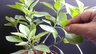 Longevity Spinach Diabetes Plant Gynura Procumbens Sabungai in Tagalog Fake Ashitaba [upl. by Beasley]