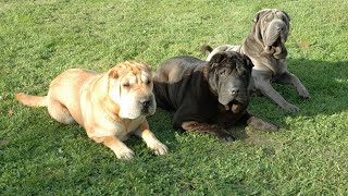 How to Care for a Chinese SharPei Dog [upl. by Martineau]