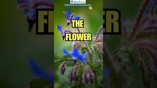 The Flower  Morphology of Flowering Plants  Class 11 Biology  NEET  NCERT floweringplant [upl. by Ailil]