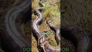 Encountering the Worlds Largest Anacondas Caught on Camera [upl. by Enalda]