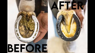 4K ASMR Farrier Restoration  Satisfying Horse Hoof Cleaning and Hoof Carequot [upl. by Sokem]