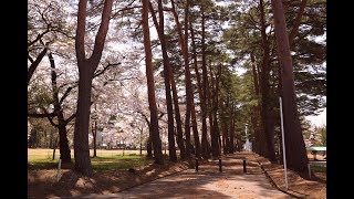 JG☆☆4K 秋田 千屋の桜 美しい街づくりの遺産と桜 AkitaSakura and Townscape of Senya [upl. by Strohben]