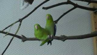 Forpus coelestis  Celestial Pacific Parrotlet  Courtship and Copulation [upl. by Nidia]