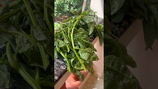 Valachi bhaji  malabar Spinach 🌿 spinach [upl. by Hoeve]