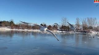 Winter at Bluffers Park [upl. by Adamsun]