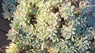 Ghost Plant Succulent Care [upl. by Asset]