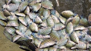 Fish Pond Harvest in Thiruvananthapuram Central Jail [upl. by Laehpar194]