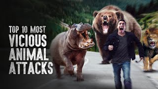 Top 10 Most Vicious Animal Attacks and How to Survive Them [upl. by Robbins]