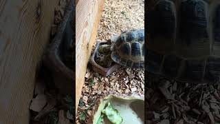 The Very Hungry Tortoise tortoise animals turtle pets nature [upl. by Yhtimit]