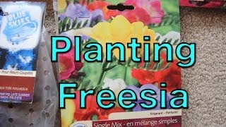 Planting Freesia Bulbs [upl. by Coniah671]