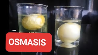 OSMOSIS EXPERIMENT WITH RAW EGGS [upl. by Corneille521]