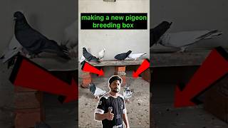 making pigeon breeding boxes 👍  pigeon kabootar shortsfeed shorts [upl. by Akfir]