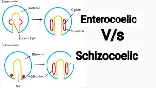 Sem  1  important comparison to remember  Enterocoelic vs Schizocoelic coelom [upl. by Bowers]