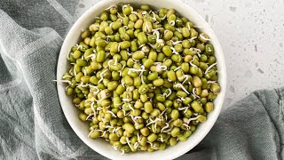 How to make sprouted mung beans YT [upl. by Gambrill834]