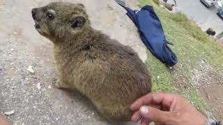 Making friends with wild hyrax one of the closest relatives to the elephant [upl. by Ahsart]